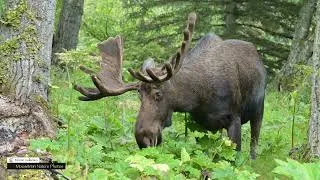 Thumbnail: We Have To Figure Out Who These New Bull Moose Are #nature #wildlife #moose