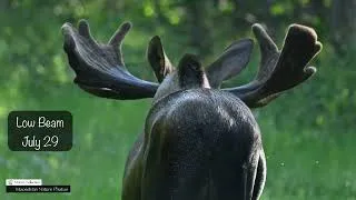 Thumbnail: How To Find the Same Bull Moose Year After Year #nature #wildlife