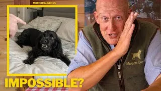 Thumbnail: Dogs IN Your BED: Can It EVER Work Well?