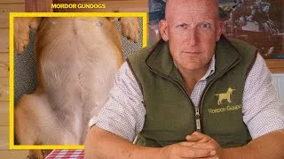 Thumbnail: What They DON'T TELL YOU About Neutering & Spaying