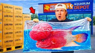 Thumbnail: I Bought Fish from Every Fish Store...