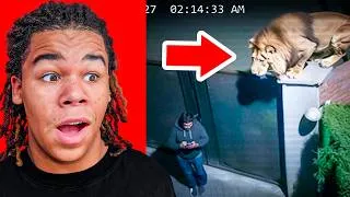 Thumbnail: ANIMALS WITH ZERO CHILL 🤯