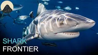 Thumbnail: Why Bull Sharks are a Biological Anomaly