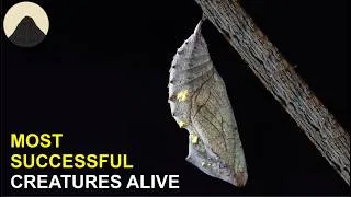 Thumbnail: Metamorphosis is Way Weirder than you Think