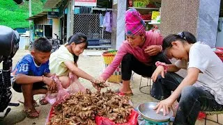 Thumbnail: Ginger Sells Well During National Day; Candied Ginger Production | Mountain Family Life