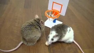 Thumbnail: Mice Playing Basketball