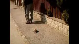 Thumbnail: Grandpa Walking His Tortoise