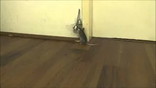 Thumbnail: How my mice ask me to open the door