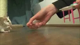 Thumbnail: Mouse Training Secret: How To Teach A Mouse To Walk Backwards