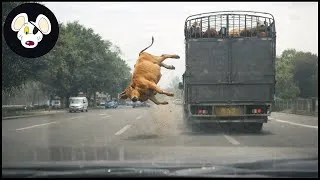 Thumbnail: Tragic ! 30 Moments Animal And Invasive Species Falls From High Above