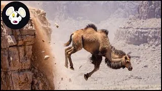 Thumbnail: Top 40 Shocking Animal And Invasive Species Falls Caught On Camera