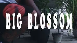 Thumbnail: Mouse On Tha Track - BIG BLOSSOM  [Potting Plants Video]