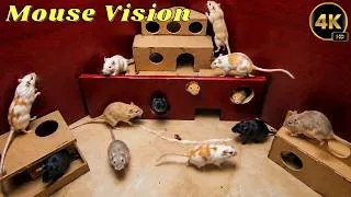 Thumbnail: Cat TV Mouse House 🐭 Real Mice Run, Hide & Pop Out of Tiny Houses for Cats | 4K UHD