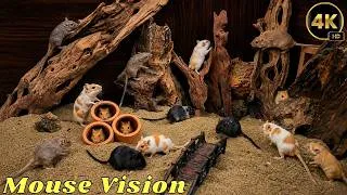 Thumbnail: Cat TV Mouse Adventure 🐭 Real Mice Climb Wild Wood & Explore Tiny Tunnels | 4K UHD