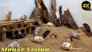 Thumbnail: Cat TV Mouse Adventure 🐭 Real Mice Climb Wild Wood & Pop Out of Sandy Holes | 4K UHD