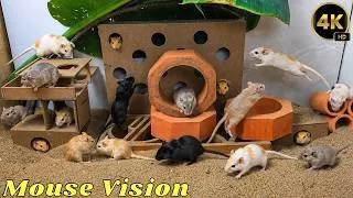 Thumbnail: Cat TV Mouse Maze 🐭 Real Mice Jump, Climb & Explore Colorful Tunnels for Cats | 4K UHD