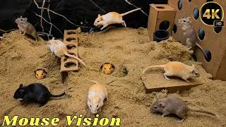 Thumbnail: Cat TV Mouse Maze 🐭 Real Mice Dig, Run & Pop Out of Sand Burrows for Cats | 4K UHD