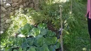 Thumbnail: Abshar with vegetable in the way of skardu