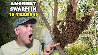 Thumbnail: They Were Supposed To Be Friendly | AGGRESSIVE BEE SWARM