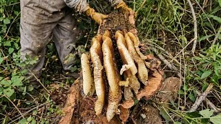 Thumbnail: We Were Shocked When We Cut Open This Log! 