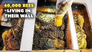 Thumbnail: Nightmare Scenario! 80% of the Beehive was HIDDEN!
