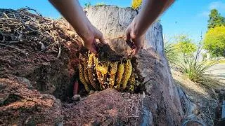 Thumbnail: I Used A Chainsaw To Cut Open This Hive With No Protection Gear - What Could Go Wrong??