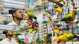 Thumbnail: Must Watch Before getting Sun Conure Parrot as a pet /#exotic #pets #parrot #sunconure #birds