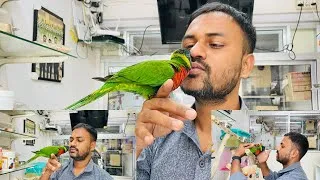 Thumbnail: Coconut lorikeet guide @mr.petswala Exotic Pet Store In Mumbai #exoticpet #exotic #pets #birds