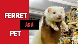 Thumbnail: Ferret as a pet in India @Mr.Petswala #exotic #pets #petguru