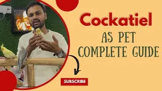 Thumbnail: Cockatiel As Pet In India ,Complete Guide In Hindi