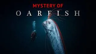 Thumbnail: Nothing about Oarfish Is Normal... Here's Why