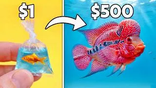 Thumbnail: I Turned $1 Into a $500 Fish