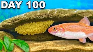 Thumbnail: Simulating a Stream Ecosystem for 100 Days