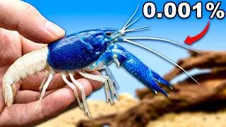 Thumbnail: I Got the Rarest Crayfish
