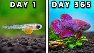 Thumbnail: Raising Baby Betta Fish for One Year