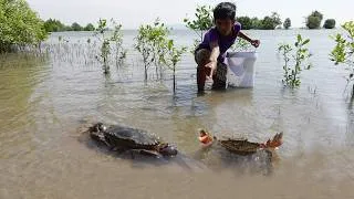 Thumbnail: Catching A Lot of Huge Mud Crabs in the Swamp After Low Tide | Fishing for Huge Mud Crabs