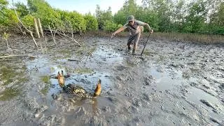 Thumbnail: Amazing Catching Huge Mud Crabs in the Swamp after Low Tide | Fishing A Lot Of Crabs