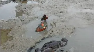 Thumbnail: Amazing Catching Huge Mud Crabs In Swamp after Low Tide | Fishing Mud Crabs