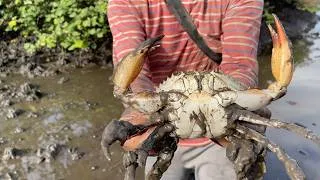 Thumbnail: Catching Huge Mud Crabs in the Swamp After Low Tide | Fishing Sea Crabs In Swamp after Low Tide