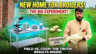 Thumbnail: New Experience of Broiler | Experiment With Broiler Chicken 🐓 At Open Farm Day Four 4️⃣ | Mr Asad