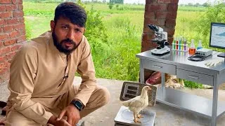 Thumbnail: Experiment 🔬 On Broiler Chicken 🐓 Day 3 Complete | All Readings And changes | Mr Asad