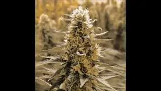 Thumbnail: Legalize it- Peter Tosh (Lyrics)