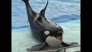 Thumbnail: Family Vacation - SeaWorld 2003