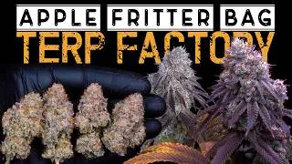 Thumbnail: CAN I GROW ENOUGH TO SUPPLY MYSELF | 2026 MULTI-TENT HARVEST