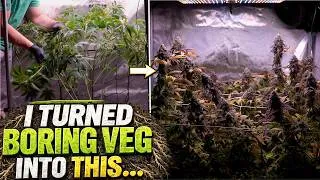 Thumbnail: Can I Grow Enough to Supply Myself? | The Journey Begins