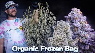 Thumbnail: ORGANIC FROZEN BAG | A START TO FINISH CANNABIS GROW DOCUMENTARY