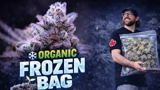 Thumbnail: ORGANIC FROZEN BAG | INSANE RESULTS! | EVERYTHING I DID