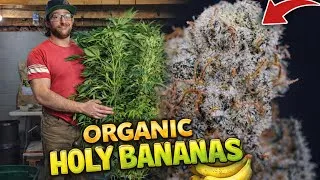 Thumbnail: EVERYTHING I DID FROM START TO FINISH | ORGANIC HOLY BANANAS | HARVEST, DRY, CURE