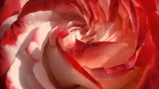 Thumbnail: Benjamin Britten - Now Sleeps the Crimson Petal - Donald Litaker, Tenor