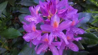 Thumbnail: Amstelpark Rododendron vallei 21 05 2018 (Music Tjako van Schie - Info)